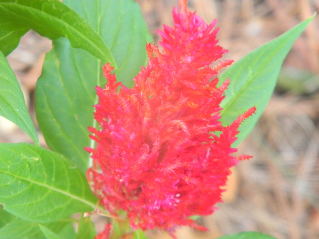 Red Celosia Flower by sfeldphotos