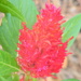 Red Celosia Flower