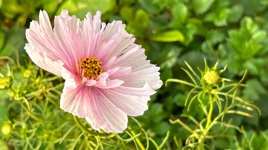 Pretty in Pink by carole_sandford