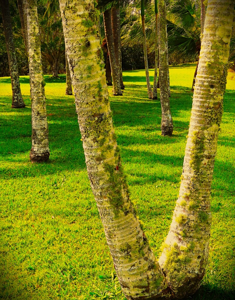 Palm Tree Trunks & Lichen ~ by happysnaps