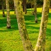 Palm Tree Trunks & Lichen ~