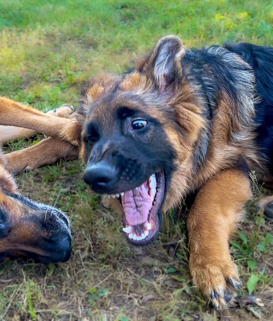 Taos Playing with his Big Sister by corinnec