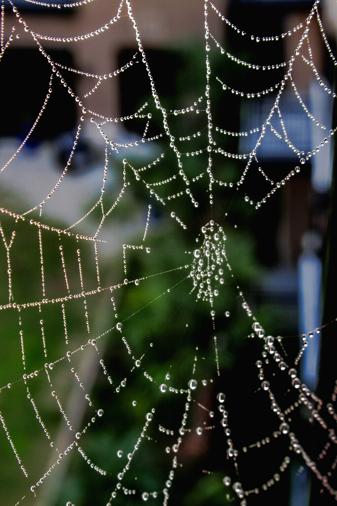 Spider Web by granagringa