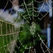 Spider Web