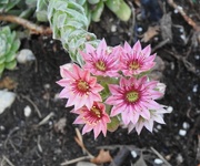 30th Aug 2024 - Cobweb Sedum