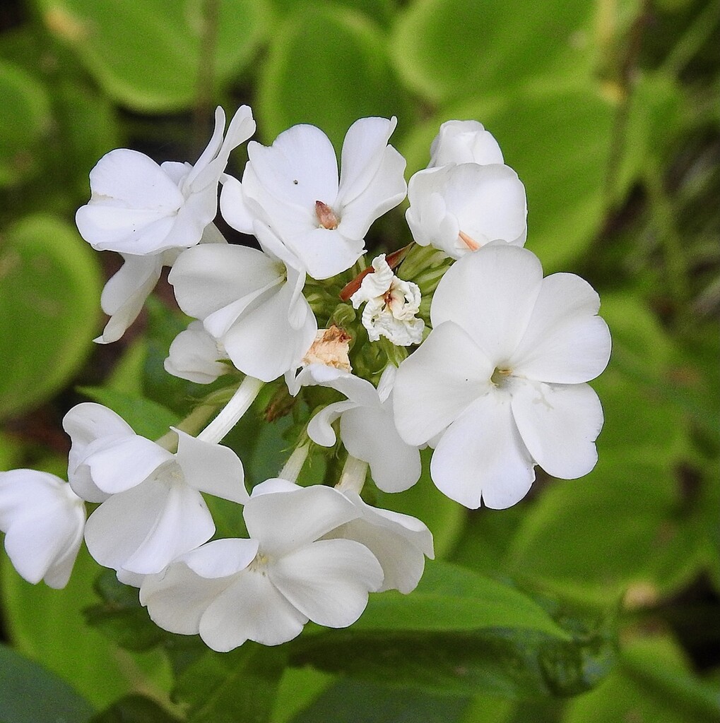 Phlox "David" by sunnygreenwood