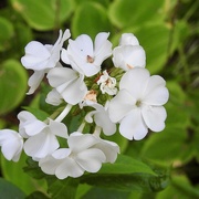 31st Aug 2024 - Phlox "David"