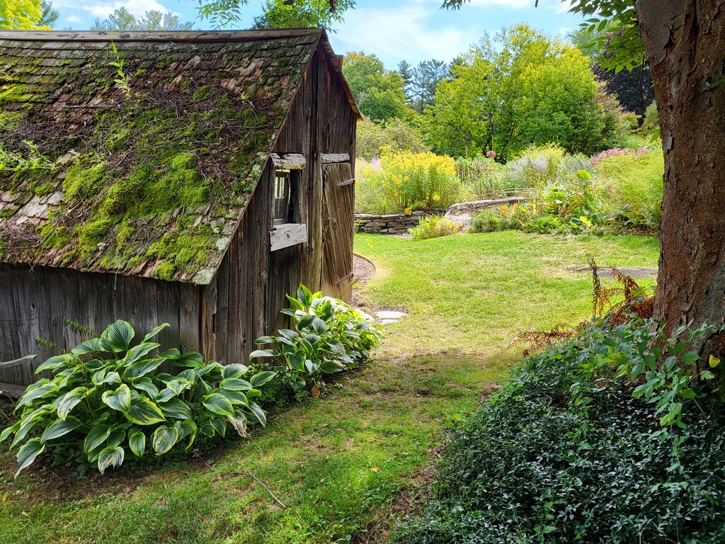 Shack With Mossy Roof by paulabriggs