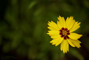 5th Sep 2024 - Coreopsis