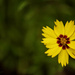 Coreopsis