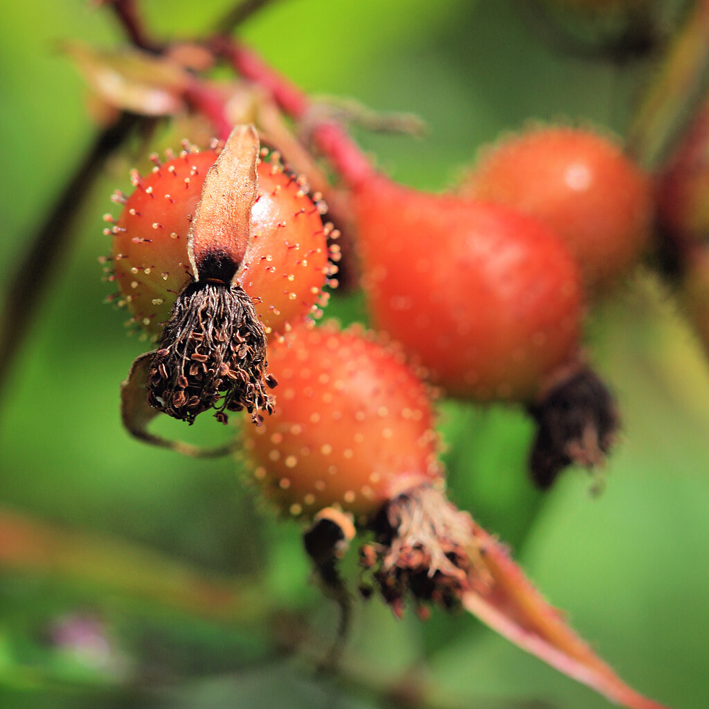 Prickly Rose Hips by juliedduncan