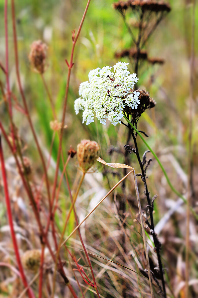 Beauty in the Grass . . . With Ants by juliedduncan