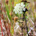 Beauty in the Grass . . . With Ants by juliedduncan