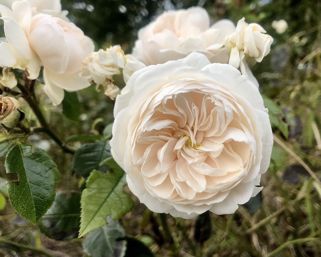 A rose in the car park … by sleepingexplorer