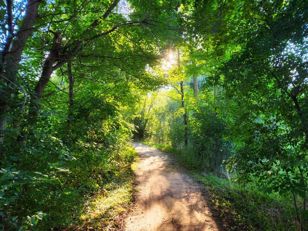 Into the woods by ljmanning