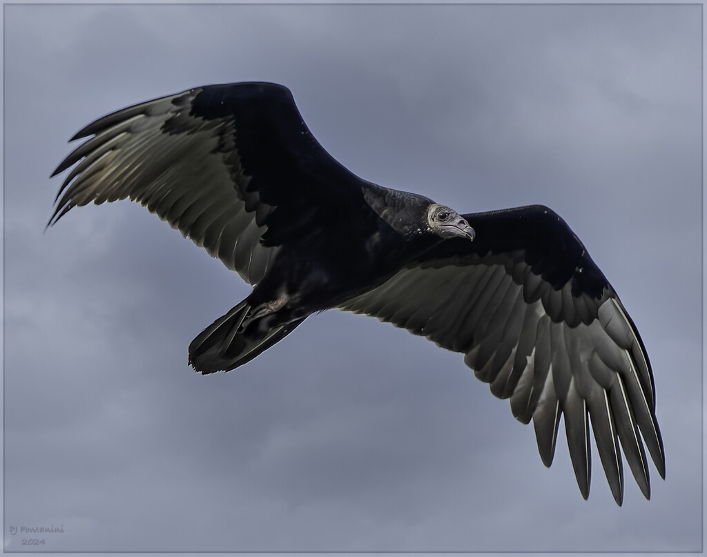 Juvenile Turkey Vulture by bluemoon