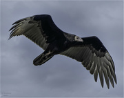 9th Sep 2024 - Juvenile Turkey Vulture