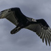 Juvenile Turkey Vulture