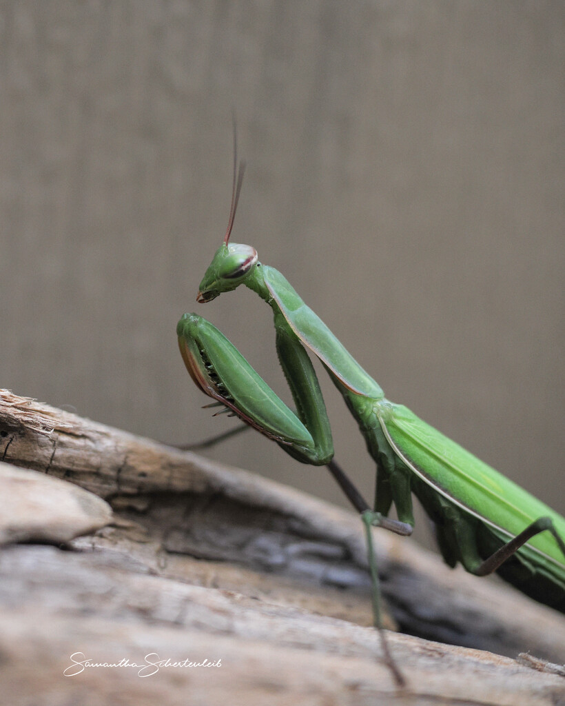 Porch visitor by sschertenleib