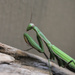 Porch visitor by sschertenleib