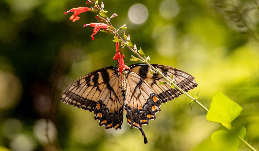 Eastern Tiger Swallowtail Butterfly! by rickster549