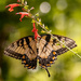 Eastern Tiger Swallowtail Butterfly! by rickster549