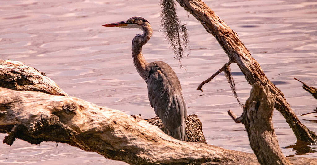 Blue Heron Taking a Break! by rickster549