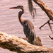 Blue Heron Taking a Break! by rickster549