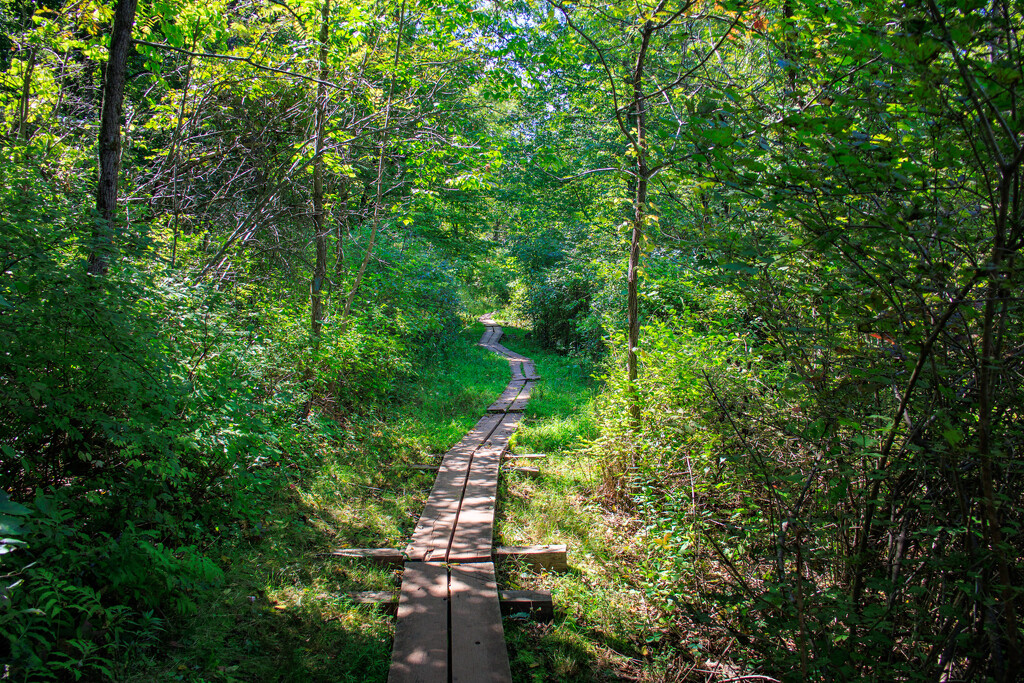 From today's hike. by batfish