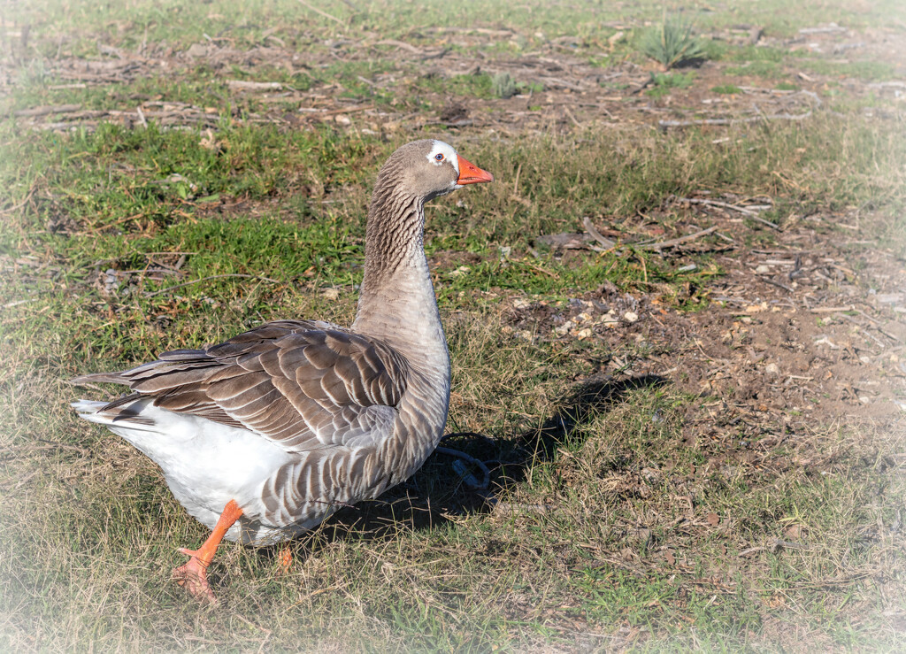 The happy Goose by ludwigsdiana