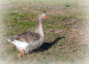 10th Sep 2024 - The happy Goose