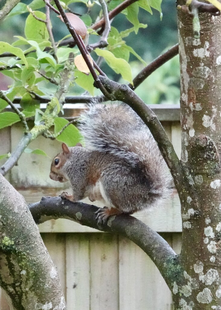 Tree Rat by phil_sandford