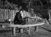 10th Sep 2024 - A Girl at Akaroa