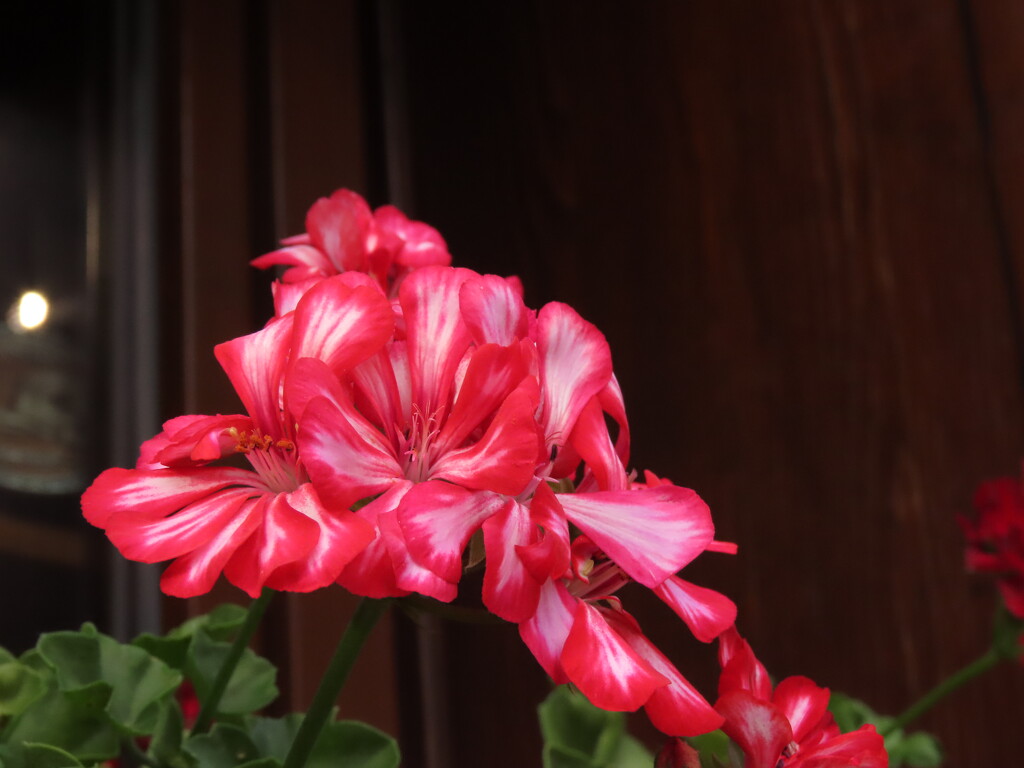 Window box colours by thedarkroom