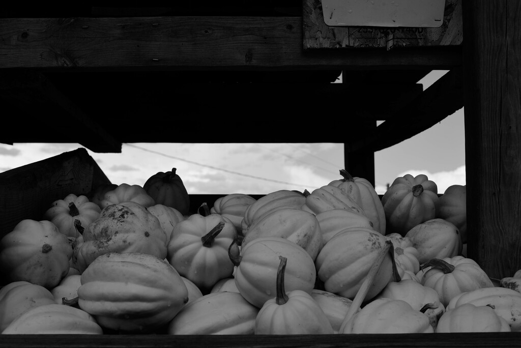 Squash sooc by darchibald