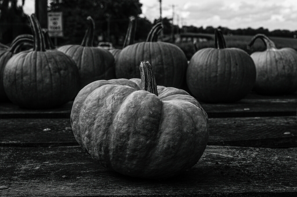 Pumpkin time by darchibald