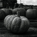 Pumpkin time by darchibald