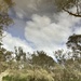 Pinjarra Reflections