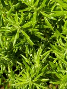 10th Sep 2024 - Raindrops in the sedum...