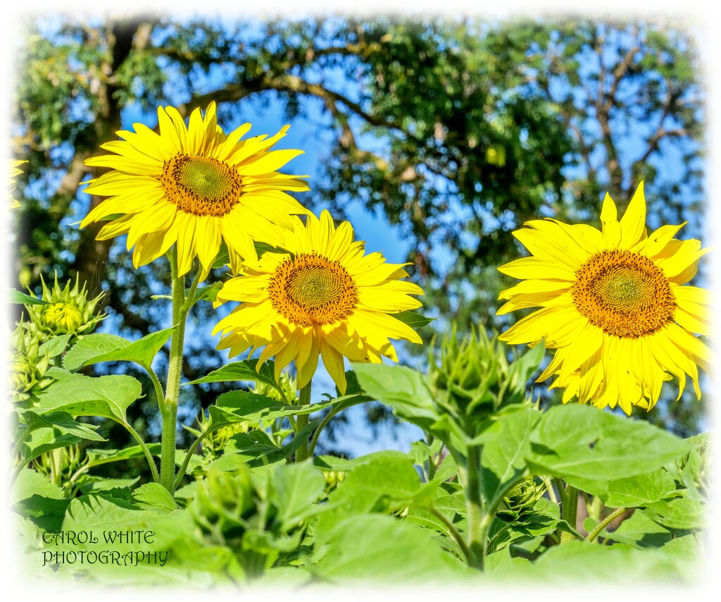 A Sunny Outlook by carolmw