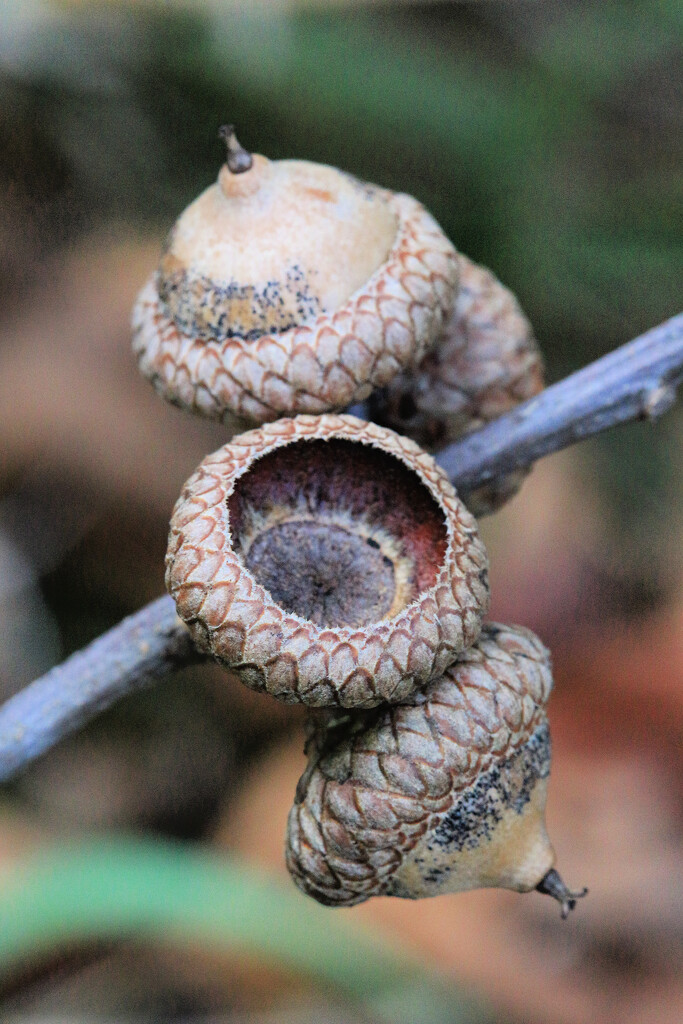 Fallen Branch Fruit . . . and an Empty by juliedduncan