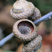 Fallen Branch Fruit . . . and an Empty by juliedduncan