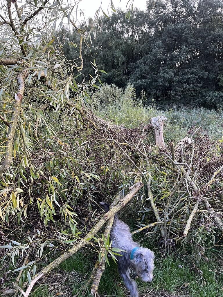 Dog explores fallen tree by helenawall