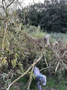 9th Sep 2024 - Dog explores fallen tree