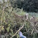 Dog explores fallen tree