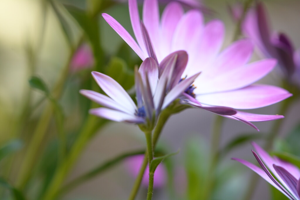 Garden daisies~~~~~ by ziggy77