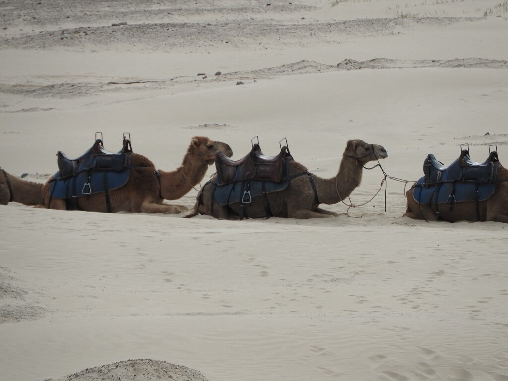 Camel Train by elf