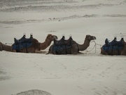 10th Sep 2024 - Camel Train