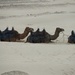 Camel Train by elf