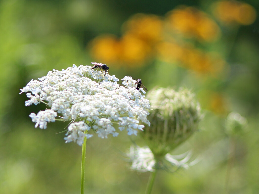 Queen Anns Lace by paintdipper